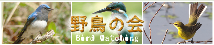 日本野鳥の会群馬「バードウォッチングしよう！」