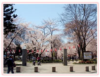 桜が満開の高崎公園