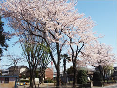 細井公園の桜