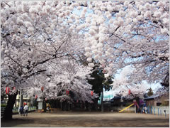 飯玉神社の桜