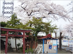 江木・諏訪神社の桜