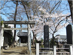 江木神社の桜