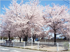 栄町児童公園の桜