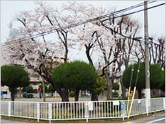 岩押第２号児童公園の桜