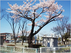 岩押第３号児童公園の桜
