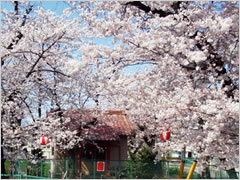 井野町弁財天の桜