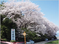 進雄神社の桜