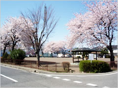浜尻南児童公園の桜