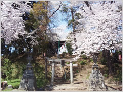 浜尻町の諏訪神社（天王山古墳）の桜