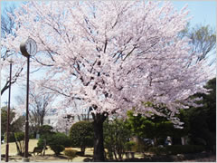 問屋町中央公園の桜