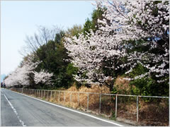 関越道側道の桜