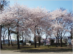 くじら森公園の桜
