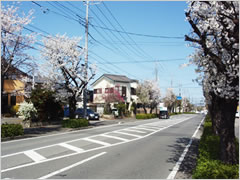 桜木通りの桜