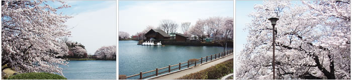 三ツ寺公園の桜
