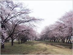 相馬ヶ原の桜並木の桜
